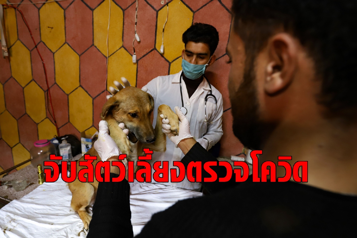 เกาหลีใต้นำร่องตรวจโควิดในสัตว์เลี้ยง เกาหลีใต้นำร่องตรวจโควิดในสัตว์เลี้ยง