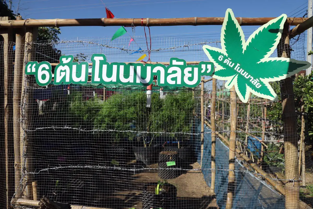 อนุทิน นำร่องมอบกล้ากัญชาให้ปลูกบ้านละ 6 ต้น ลั่นชาวบ้านได้สิทธิ์ปลูกแล้ว