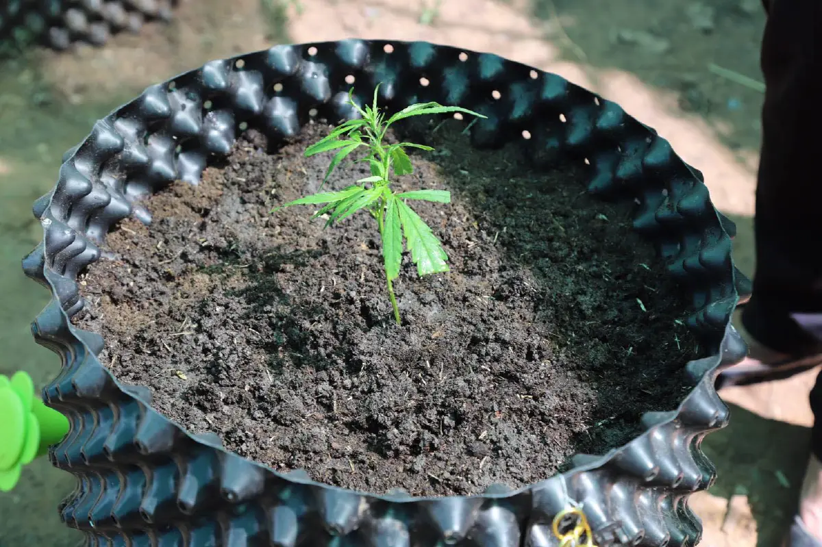 อนุทิน นำร่องมอบกล้ากัญชาให้ปลูกบ้านละ 6 ต้น ลั่นชาวบ้านได้สิทธิ์ปลูกแล้ว