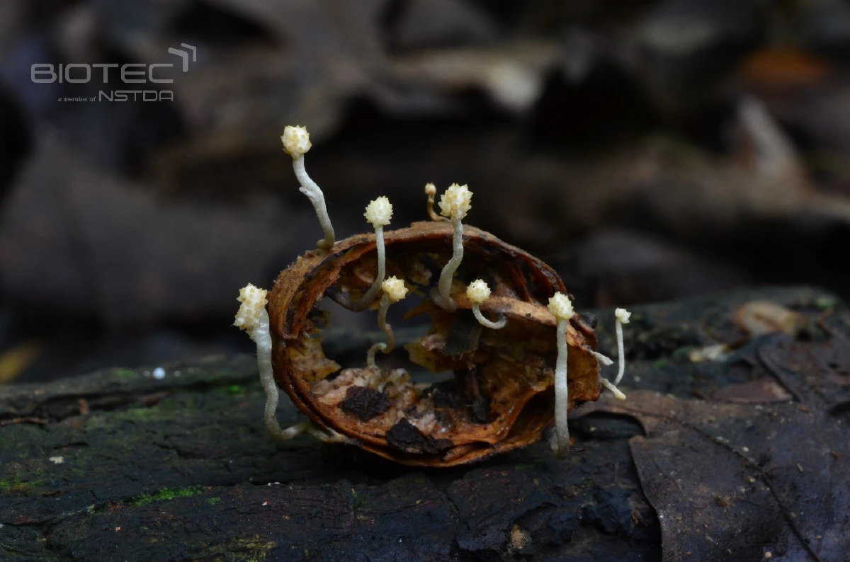การค้นพบราแมลงชนิดใหม่ของโลก (new species) 47 สายพันธุ์