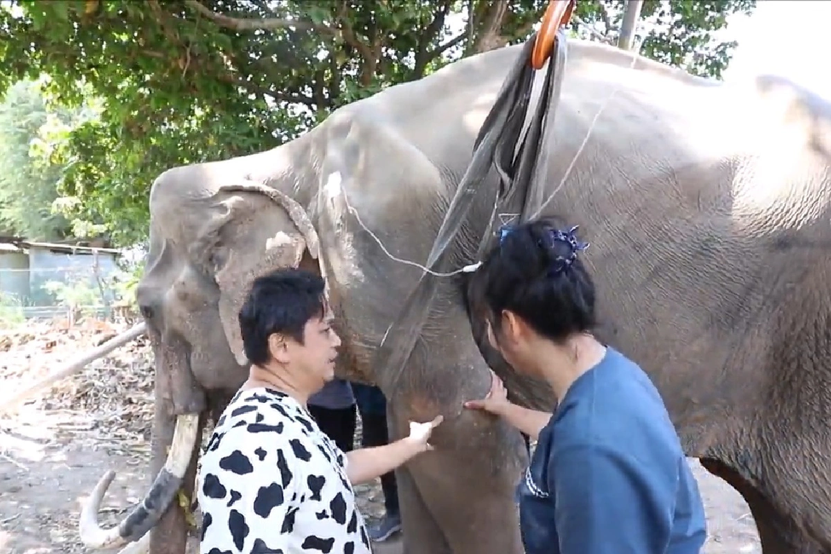 โควิดระบาดแม้แต่ช้างไม่รอด ขาดอาหารจนซูบผอมล้มป่วยแผลกดทับ