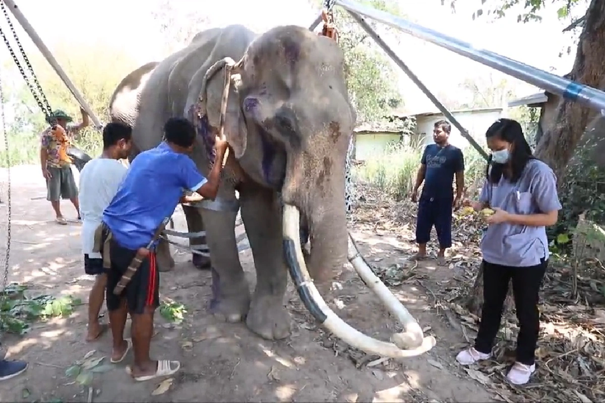 โควิดระบาดแม้แต่ช้างไม่รอด ขาดอาหารจนซูบผอมล้มป่วยแผลกดทับ