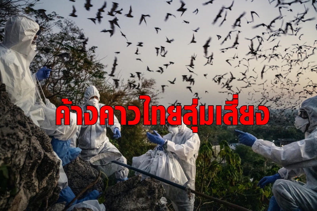 นักวิจัยพบเชื้อคล้ายโควิด-19 ในค้างคาวไทย นักวิจัยพบเชื้อคล้ายโควิด-19 ในค้างคาวไทย