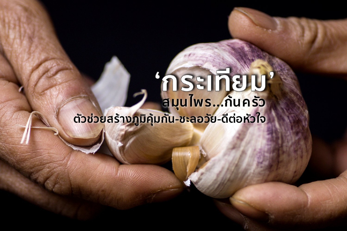 ‘กระเทียม’ สมุนไพรก้นครัว ตัวช่วยสร้างภูมิคุ้มกัน-ชะลอวัย-ดีต่อหัวใจ ‘กระเทียม’ สมุนไพรก้นครัว ตัวช่วยสร้างภูมิคุ้มกัน-ชะลอวัย-ดีต่อหัวใจ