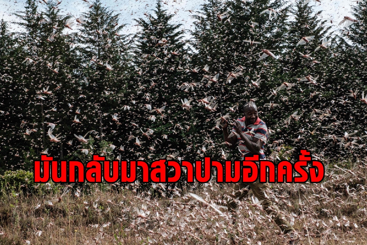 มันกลับมาแล้ว ตั๊กแตนกินทุกอย่างที่ขวางหน้าในแอฟริกา มันกลับมาแล้ว ตั๊กแตนกินทุกอย่างที่ขวางหน้าในแอฟริกา