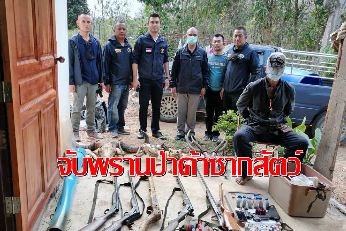 ตำรวจปทส.จับพรานป่าสระแก้วลอบค้าเขาวัวแดงสัตว์ป่าคุ้มครอง ตำรวจปทส.จับพรานป่าสระแก้วลอบค้าเขาวัวแดงสัตว์ป่าคุ้มครอง