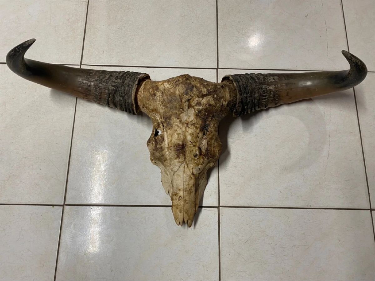 ตำรวจปทส.จับพรานป่าสระแก้วลอบค้าเขาวัวแดงสัตว์ป่าคุ้มครอง