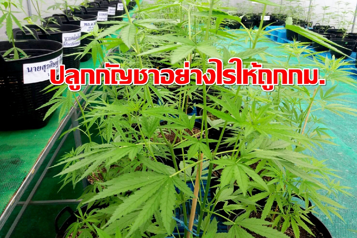 เผย46จังหวัด2,500ครัวเรือนปลูกกัญชาไปแล้ว15,000ต้น เผย46จังหวัด2,500ครัวเรือนปลูกกัญชาไปแล้ว15,000ต้น