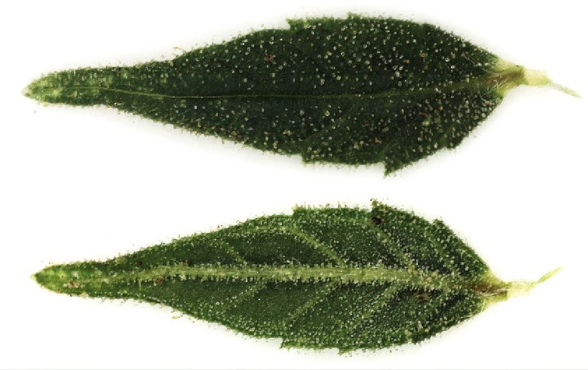 กระทรวง อว. สวทช. เปิดแล็บเทสต์มาตรฐาน ‘กัญชา-กัญชง’ ‘เพ ลา เพลิน’ จ.บุรีรัมย์ ประเดิมส่งทดสอบ ‘สารสำคัญ’ คัดเกรด-เพิ่มมูลค่า