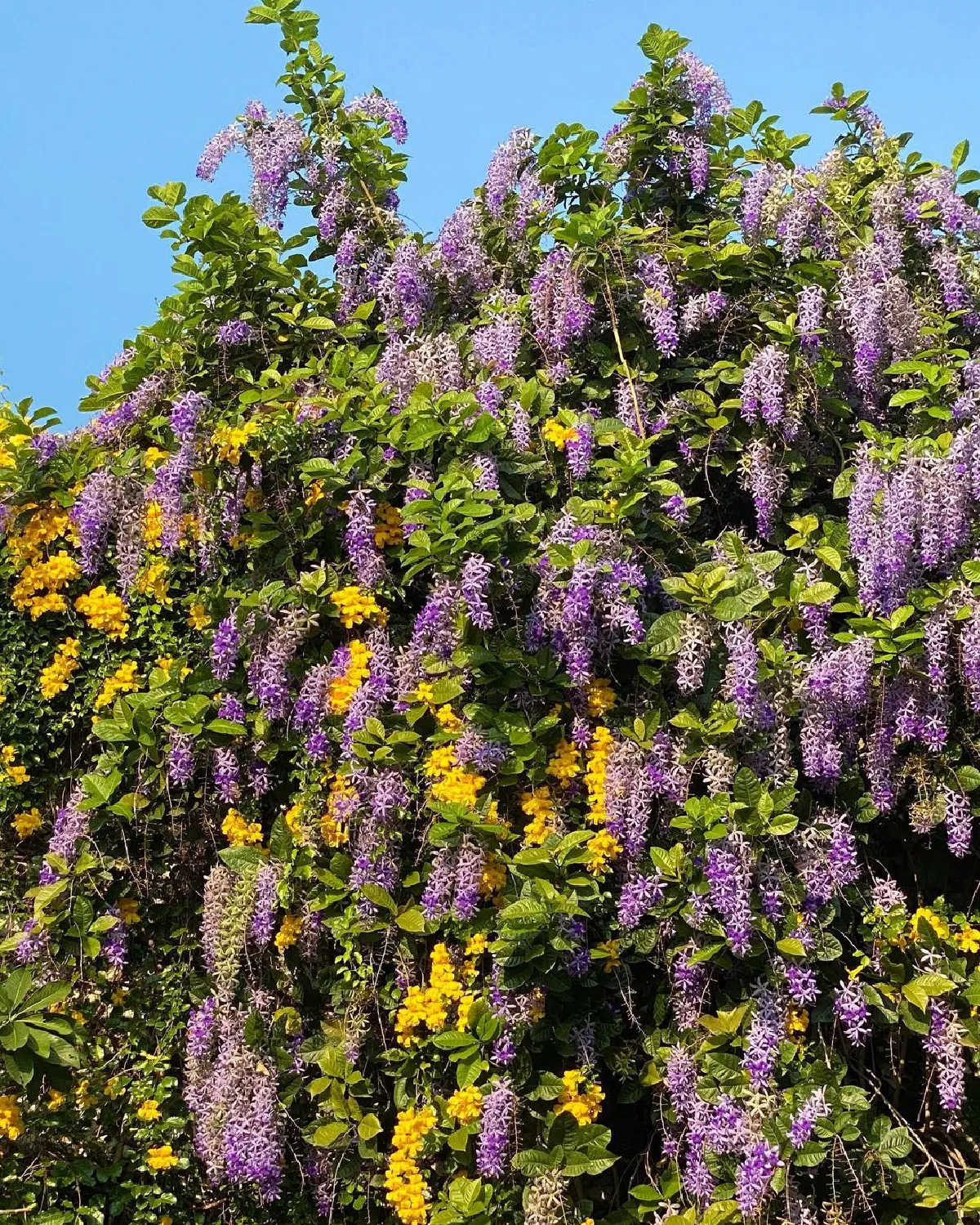 “เอมมี่ มรกต” เผยภาพบ้านสุดอลังการ! ที่กำลังถูกโอบล้อมไปด้วยดอกไม้ที่กำลังบานสะพรั่ง 