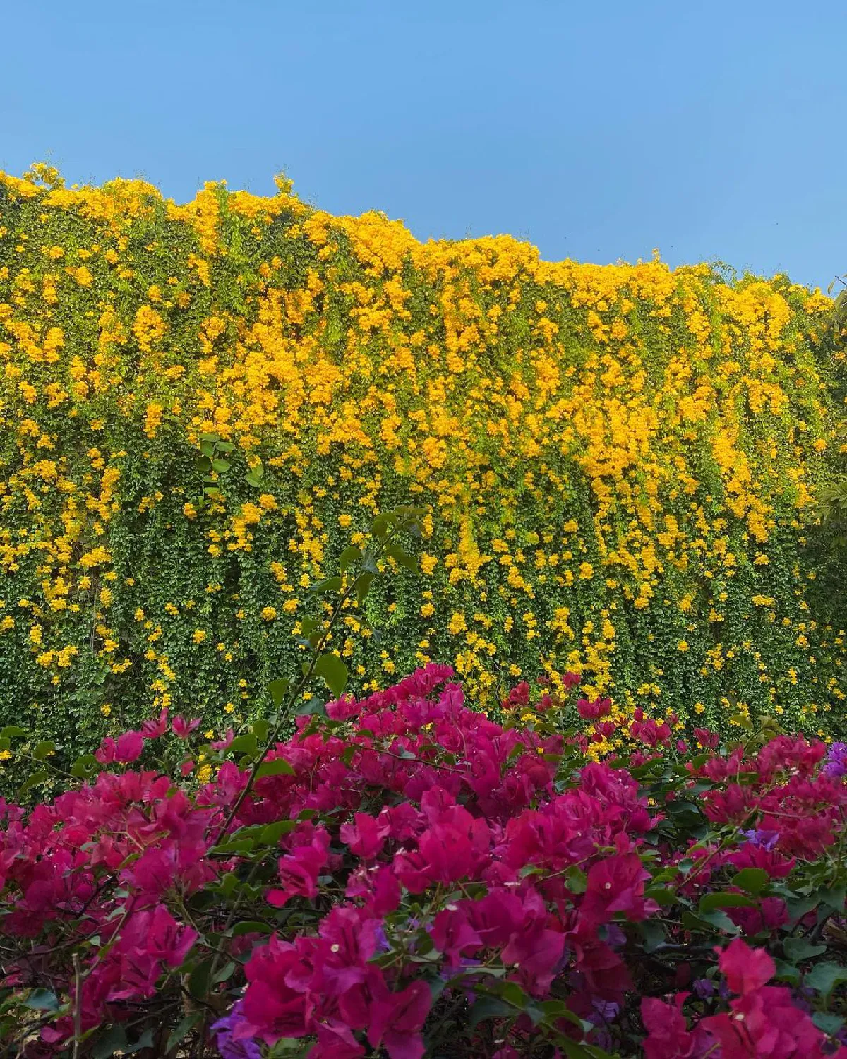 “เอมมี่ มรกต” เผยภาพบ้านสุดอลังการ! ที่กำลังถูกโอบล้อมไปด้วยดอกไม้ที่กำลังบานสะพรั่ง 