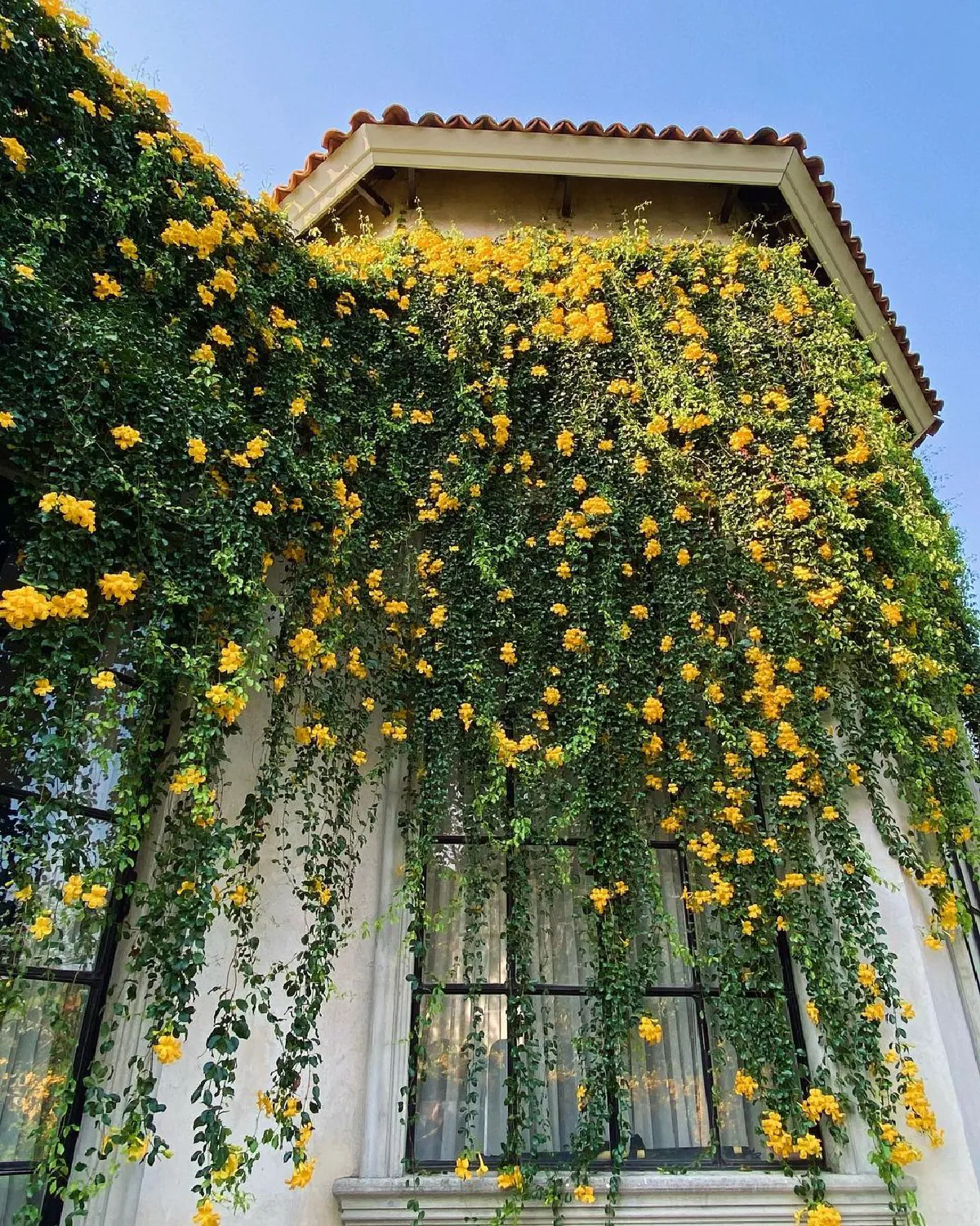 “เอมมี่ มรกต” เผยภาพบ้านสุดอลังการ! ที่กำลังถูกโอบล้อมไปด้วยดอกไม้ที่กำลังบานสะพรั่ง 