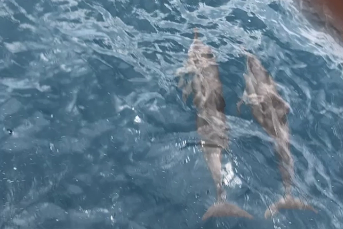 นักท่องเที่ยวพบฝูงโลมากระโดดโชว์ตัวใกล้เรือขณะไปดำน้ำเกาะเต่า