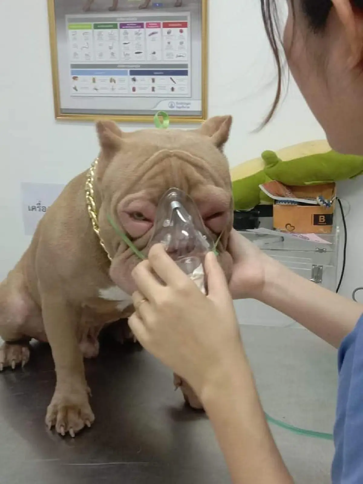 ชาวเน็ตเอ็นดู!! น้องหมาแพ้กุ้งหน้าบวม จนต้องเข้า รพ.