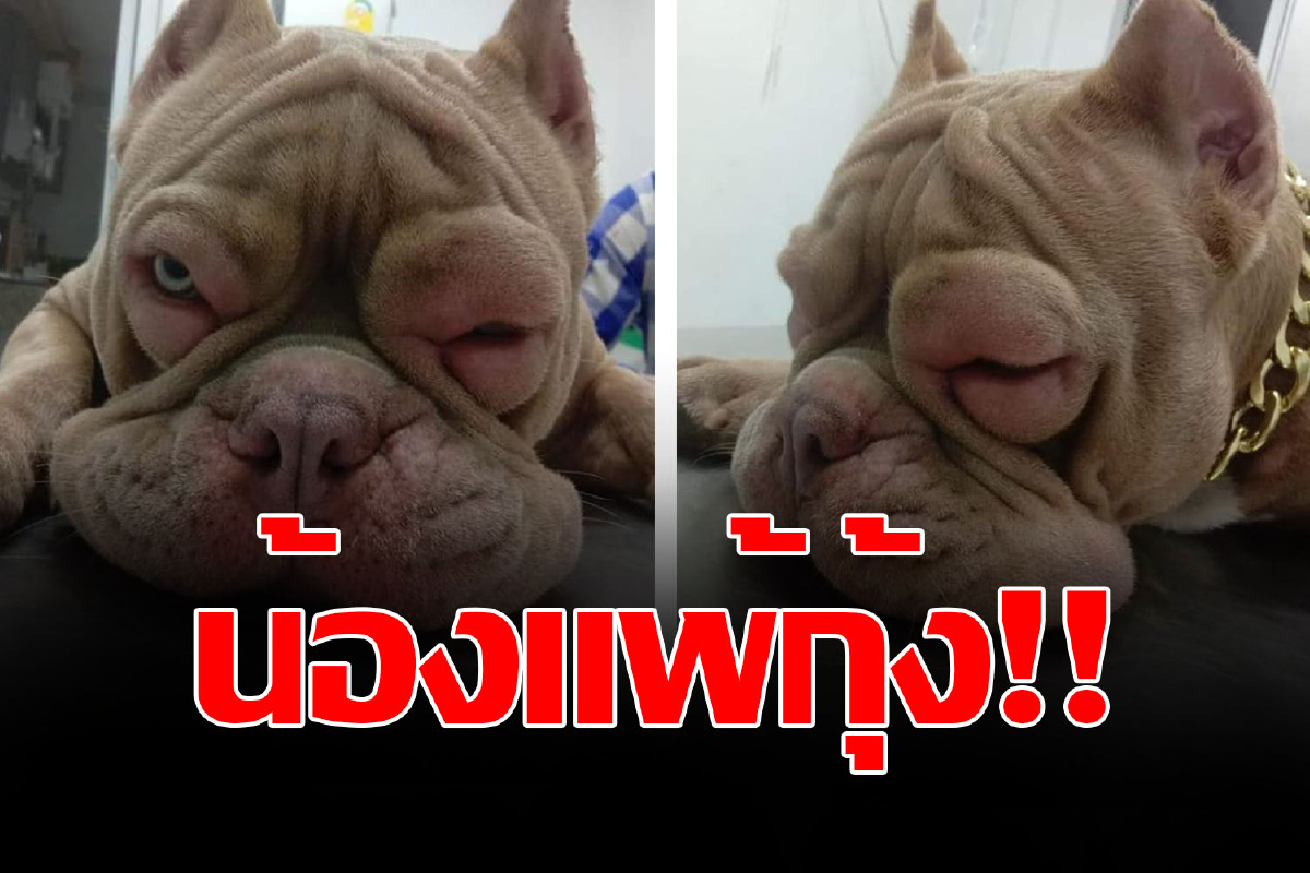 ชาวเน็ตเอ็นดู!! น้องหมาแพ้กุ้งหน้าบวม จนต้องเข้า รพ. ชาวเน็ตเอ็นดู!! น้องหมาแพ้กุ้งหน้าบวม จนต้องเข้า รพ.