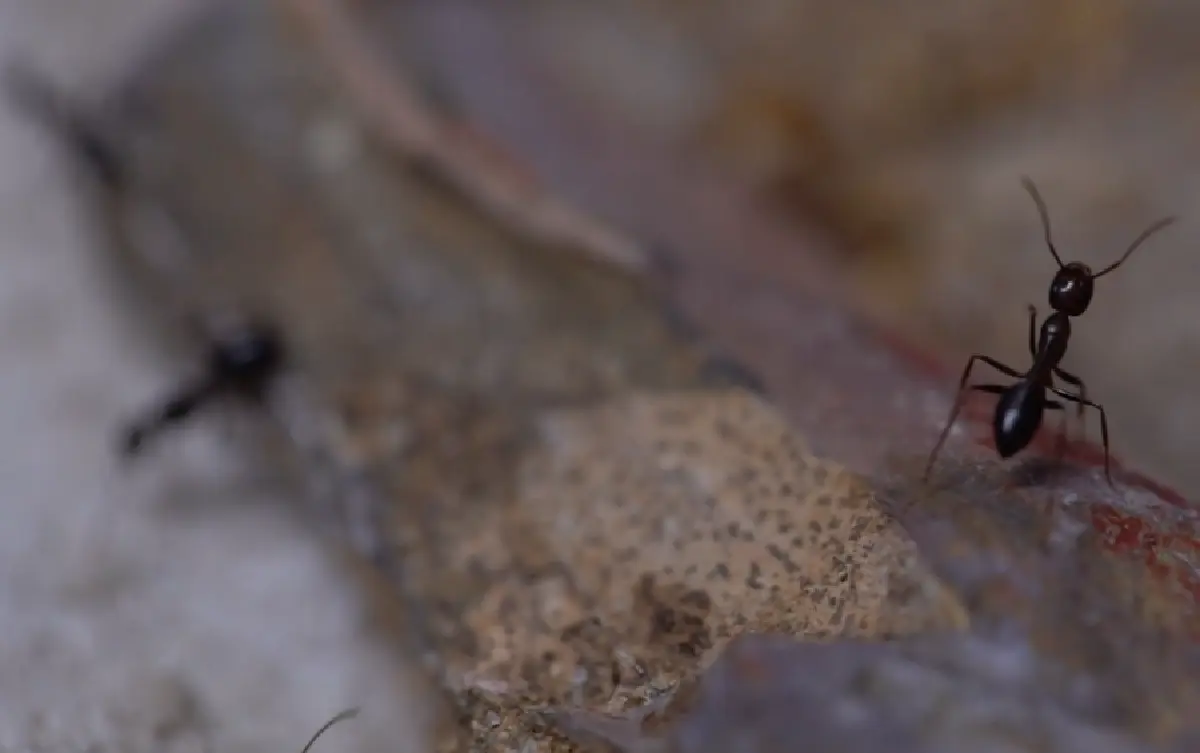 คนเลี้ยงมด “กานต์ รมยาสัย” สิ่งมีชีวิตตัวเล็กๆ ที่สร้างสุขและเงินให้มนุษย์
