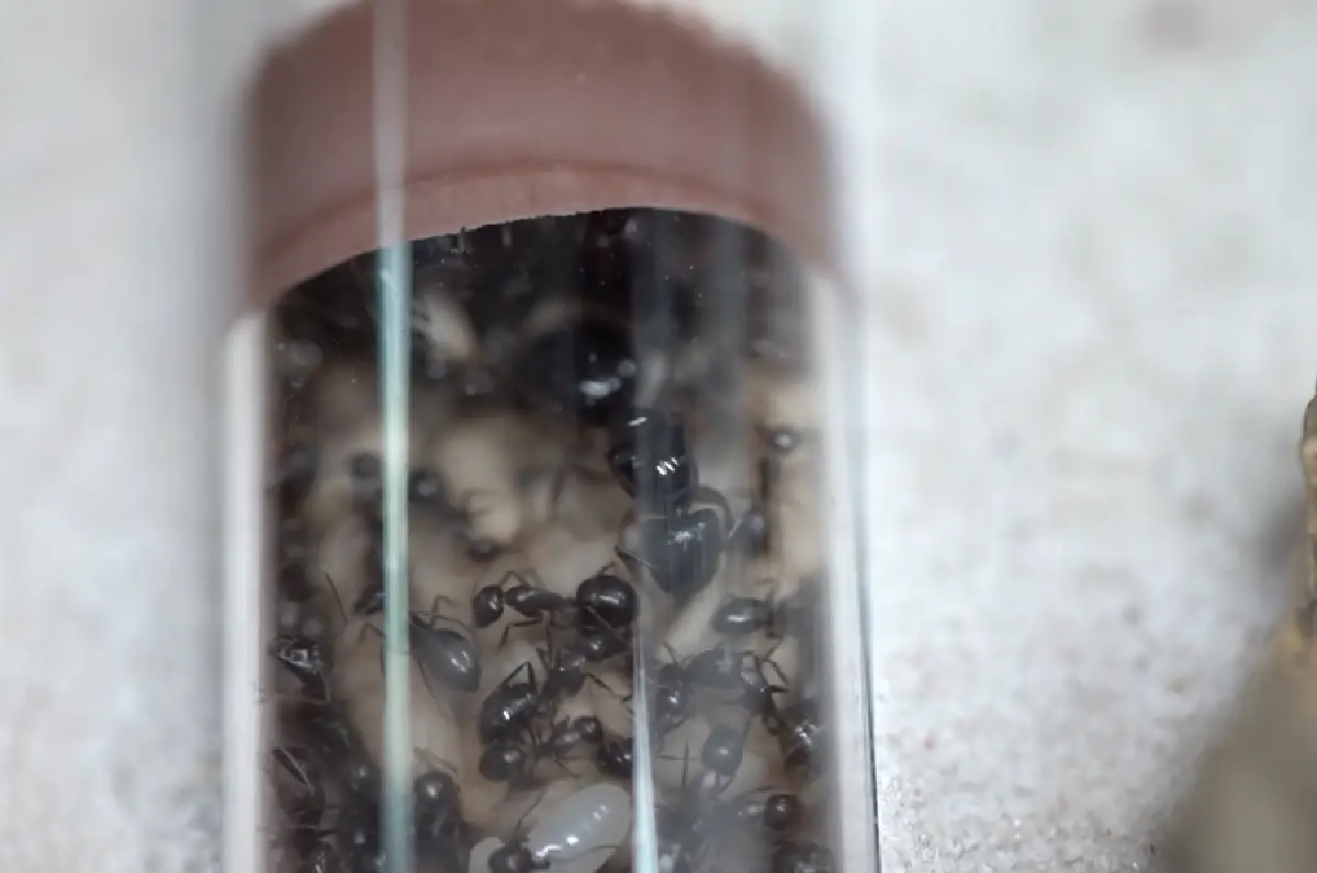 คนเลี้ยงมด “กานต์ รมยาสัย” สิ่งมีชีวิตตัวเล็กๆ ที่สร้างสุขและเงินให้มนุษย์