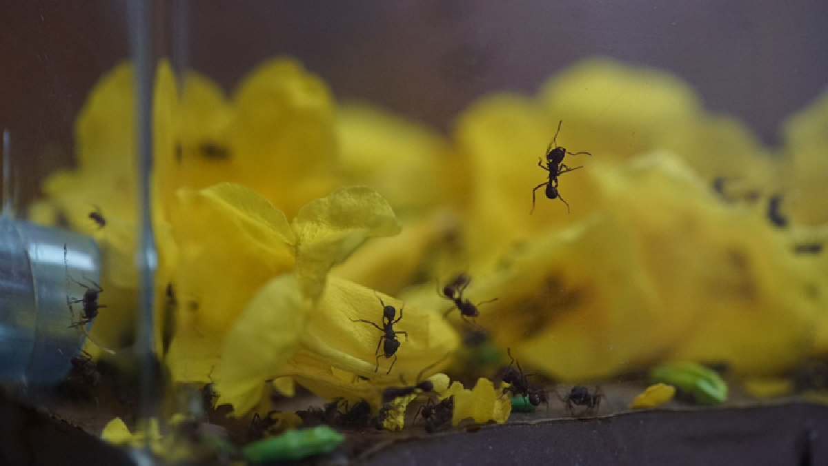 คนเลี้ยงมด “กานต์ รมยาสัย” สิ่งมีชีวิตตัวเล็กๆ ที่สร้างสุขและเงินให้มนุษย์