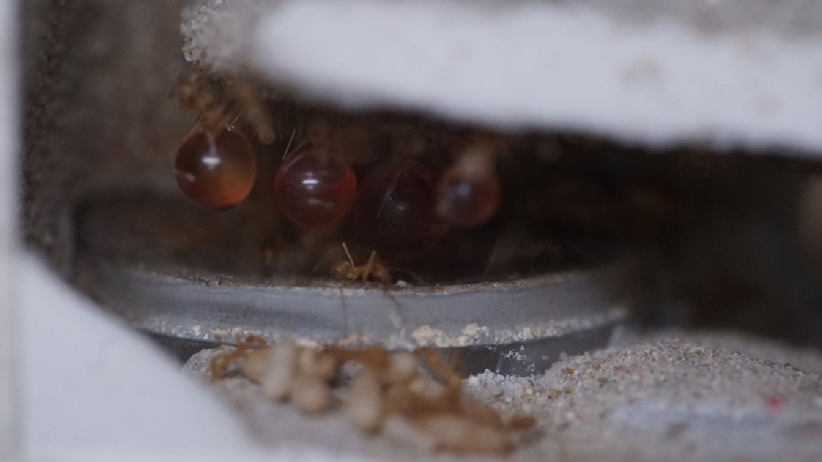 คนเลี้ยงมด “กานต์ รมยาสัย” สิ่งมีชีวิตตัวเล็กๆ ที่สร้างสุขและเงินให้มนุษย์