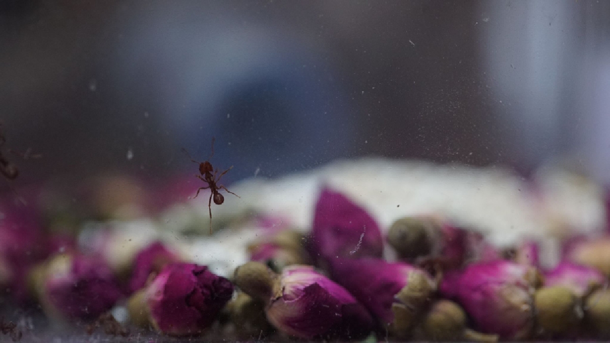 คนเลี้ยงมด “กานต์ รมยาสัย” สิ่งมีชีวิตตัวเล็กๆ ที่สร้างสุขและเงินให้มนุษย์