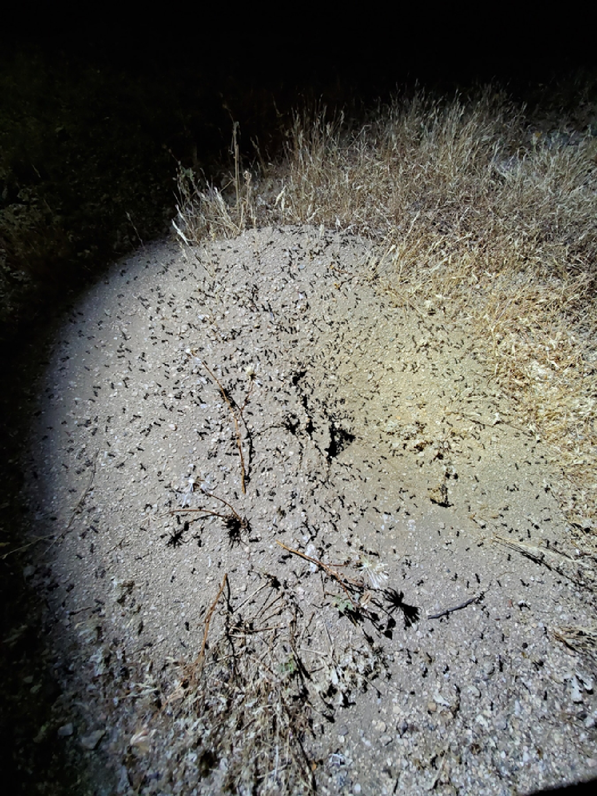 คนเลี้ยงมด “กานต์ รมยาสัย” สิ่งมีชีวิตตัวเล็กๆ ที่สร้างสุขและเงินให้มนุษย์