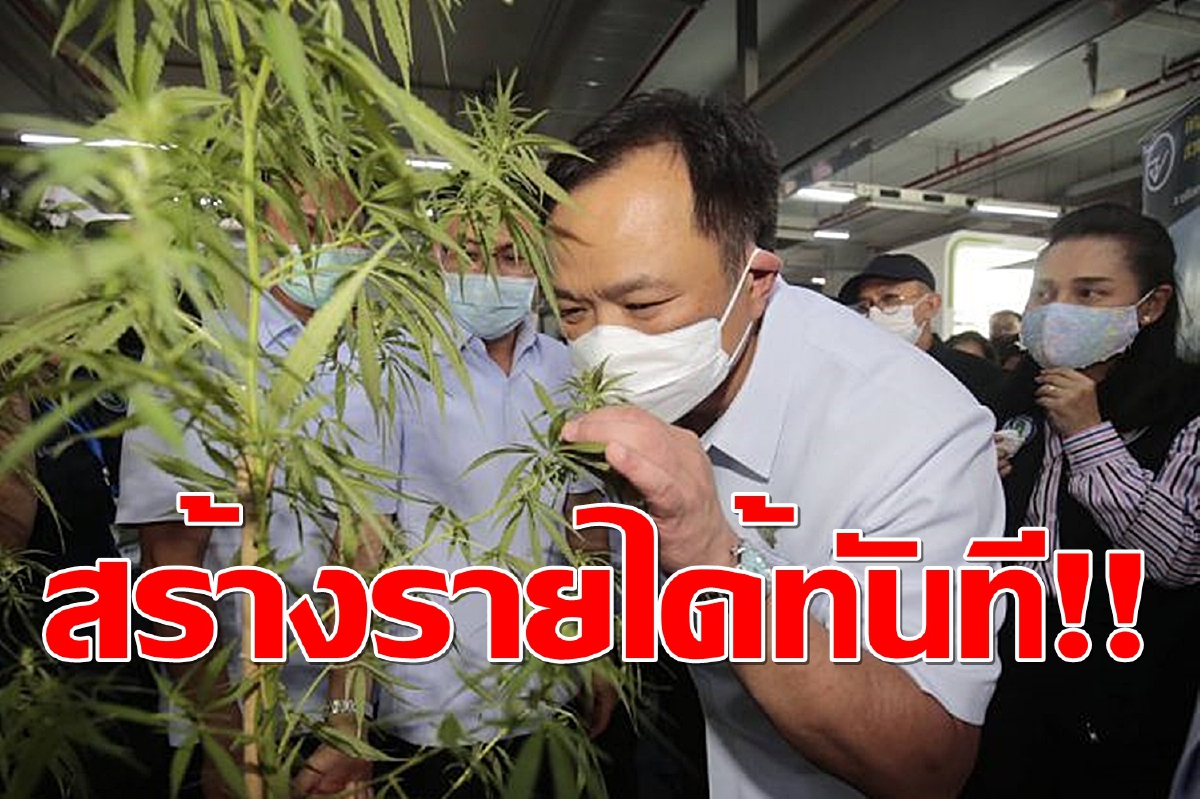 ชี้ช่องรวย!! “อนุทิน”เผยขอหน่วยงานปลูกกัญชา 6 ต้นได้แล้ว ลั่นสร้างรายได้ได้ทันที ชี้ช่องรวย!! “อนุทิน”เผยขอหน่วยงานปลูกกัญชา 6 ต้นได้แล้ว ลั่นสร้างรายได้ได้ทันที
