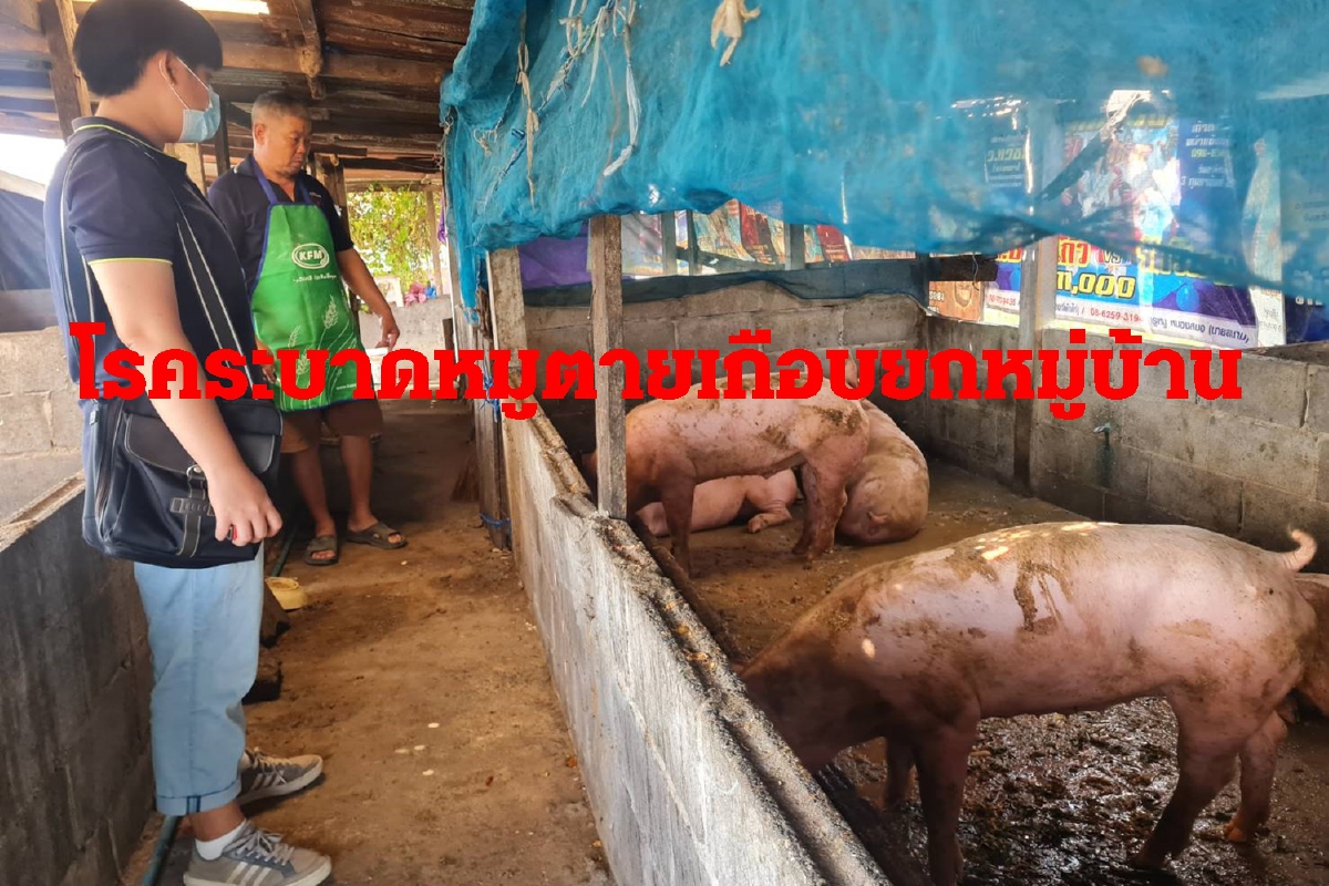 เกษตรกรผวาหมูตายเกือบยกหมู่บ้านปศุสัตว์สั่งห้ามเคลื่อนย้าย1เดือน เกษตรกรผวาหมูตายเกือบยกหมู่บ้านปศุสัตว์สั่งห้ามเคลื่อนย้าย1เดือน