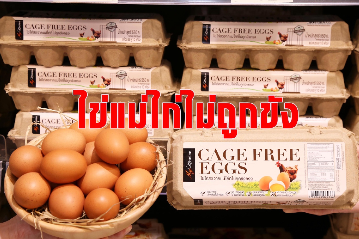 เซ็นทรัล เพิ่มขายไข่ไก่แม่ไม่ถูกขังเป็น50%ในปี2568 เซ็นทรัล เพิ่มขายไข่ไก่แม่ไม่ถูกขังเป็น50%ในปี2568