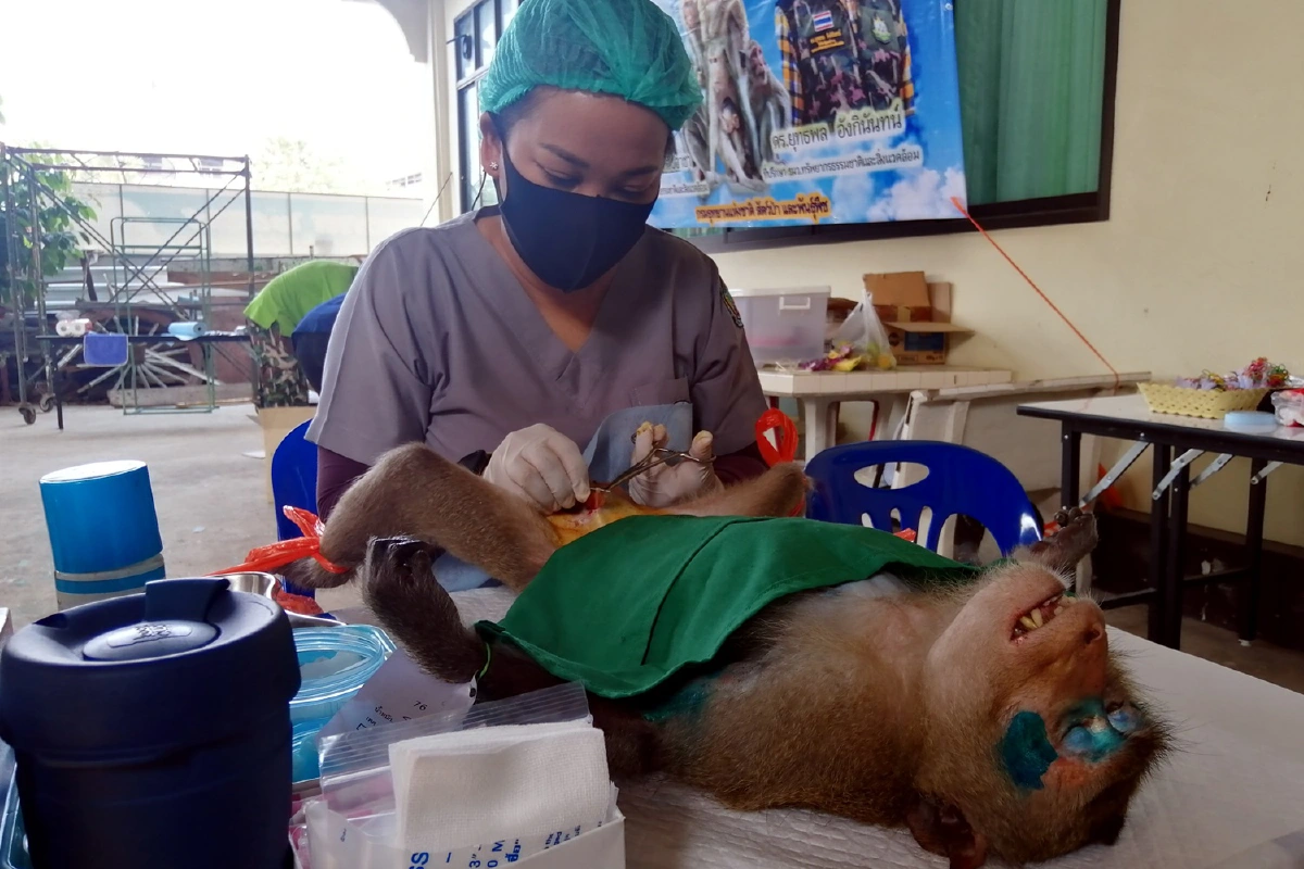 สัตวแพทย์ระดมกำลังทำหมันลิงลดจำนวนประชากร