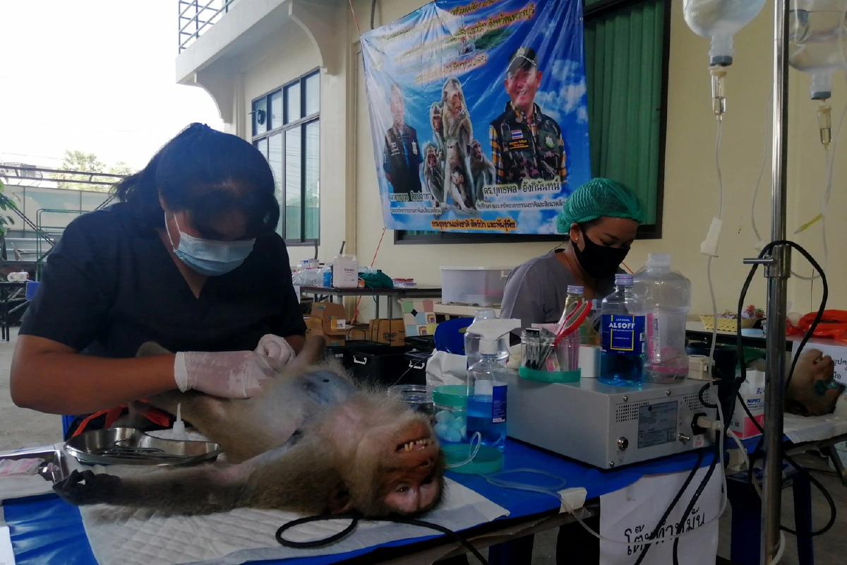 สัตวแพทย์ระดมกำลังทำหมันลิงลดจำนวนประชากร