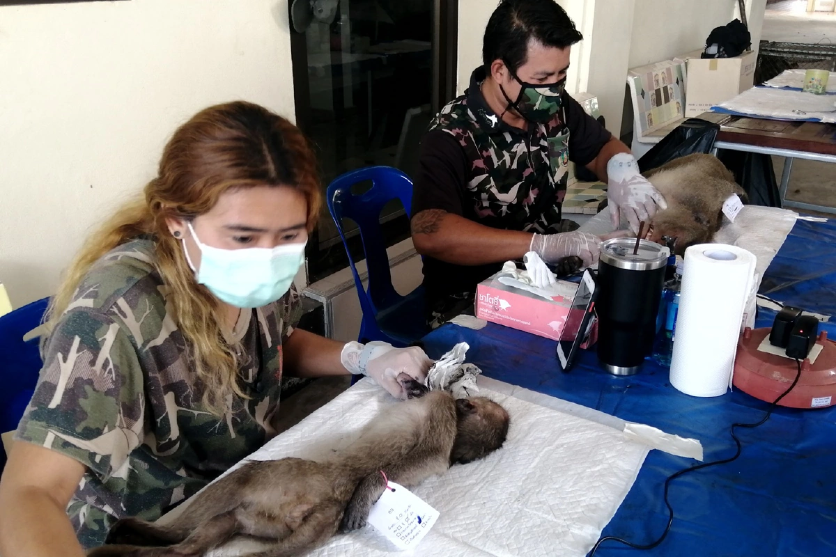 สัตวแพทย์ระดมกำลังทำหมันลิงลดจำนวนประชากร