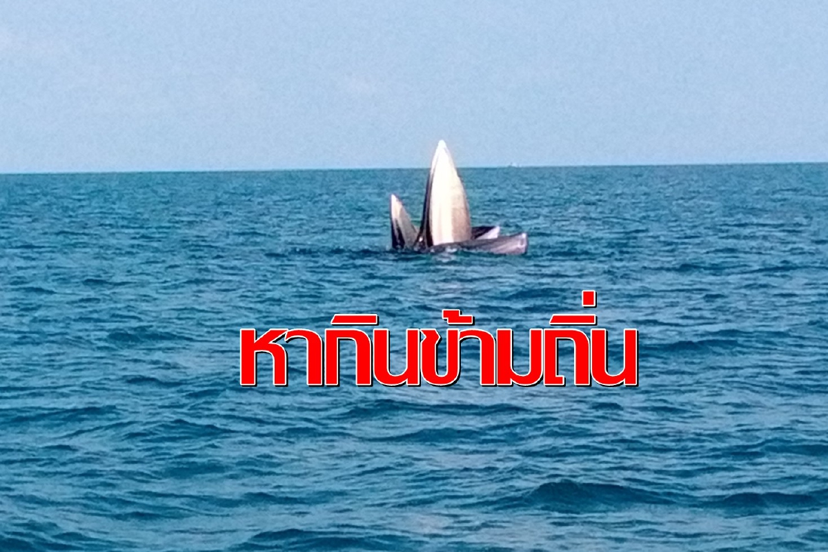 ฮือฮา!พบวาฬบรูด้า2แม่ลูกจากสมุทรสาครไปหากินรอบหมู่เกาะอ่างทอง ฮือฮา!พบวาฬบรูด้า2แม่ลูกจากสมุทรสาครไปหากินรอบหมู่เกาะอ่างทอง
