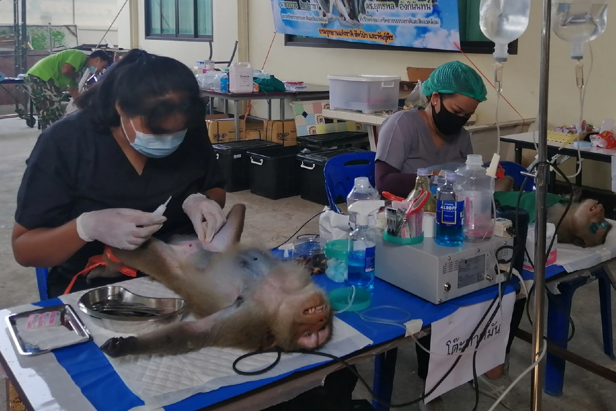 สัตวแพทย์ระดมกำลังทำหมันลิงลดจำนวนประชากร