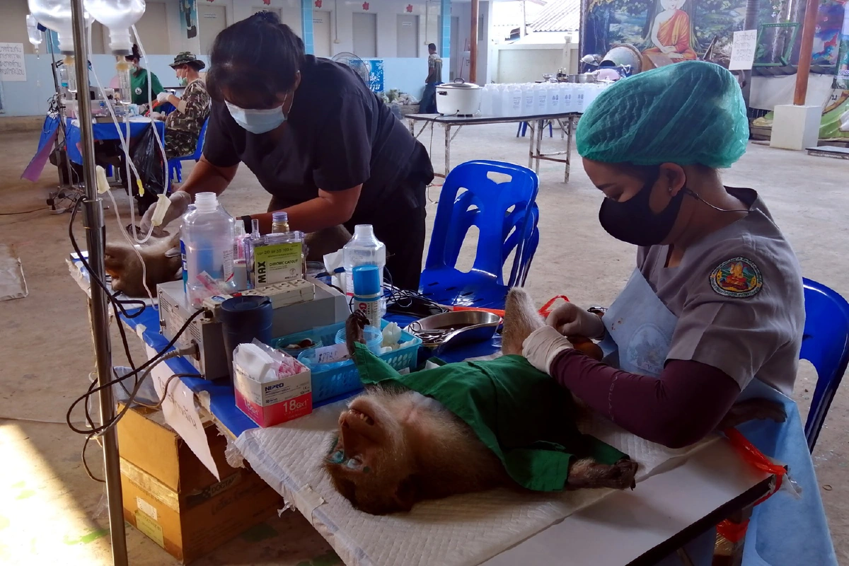 สัตวแพทย์ระดมกำลังทำหมันลิงลดจำนวนประชากร