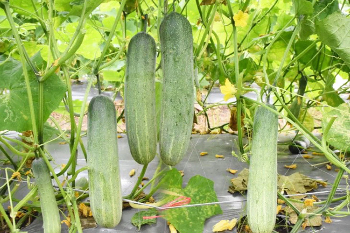 ไขเคล็ดลับมือใหม่ปลูกแตงร้านอย่างไร? ให้ประสบความสำเร็จ “บิ๊กกรีนพลัส” ตอบโจทย์ตลาด ปลูกง่าย สร้างรายได้ไว