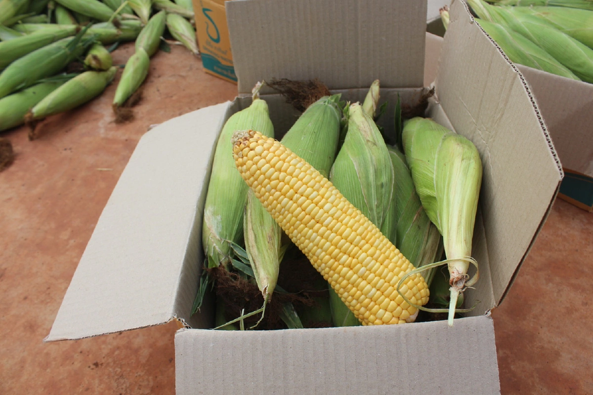 ข้าวโพดขายไม่ออก!วัดดังเหมา6ตันแจกคนทำบุญ