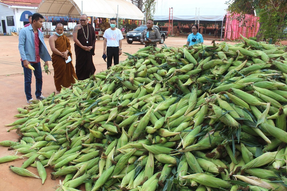 ข้าวโพดขายไม่ออก!วัดดังเหมา6ตันแจกคนทำบุญ