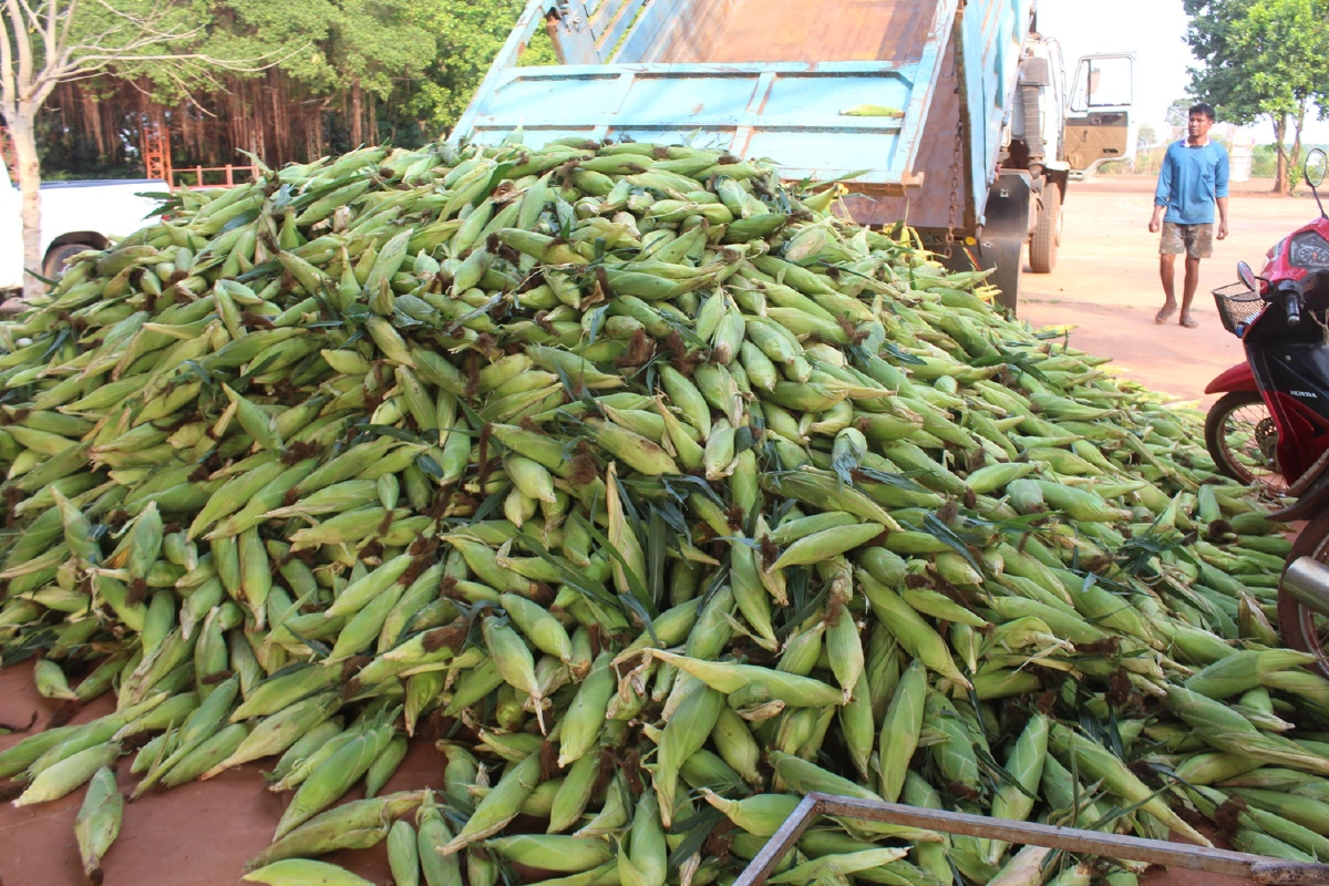 ข้าวโพดขายไม่ออก!วัดดังเหมา6ตันแจกคนทำบุญ