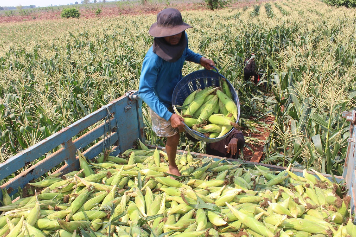 ข้าวโพดขายไม่ออก!วัดดังเหมา6ตันแจกคนทำบุญ