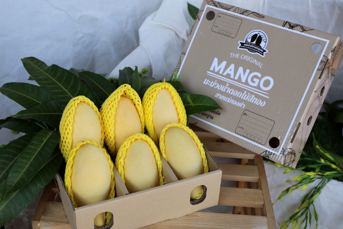 ยกทัพมะม่วงน้ำดอกไม้สีทองเกรดพรีเมี่ยมมาให้ช้อปกันในงาน ‘Phitsanulok Mango Fest 2021’ ยกทัพมะม่วงน้ำดอกไม้สีทองเกรดพรีเมี่ยมมาให้ช้อปกันในงาน ‘Phitsanulok Mango Fest 2021’