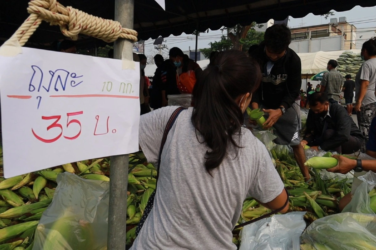 ช่วยระบายผลผลิต!โคราชจัดงานข้าวโพดหวานต้มแจกฟรีกว่า2ตัน 