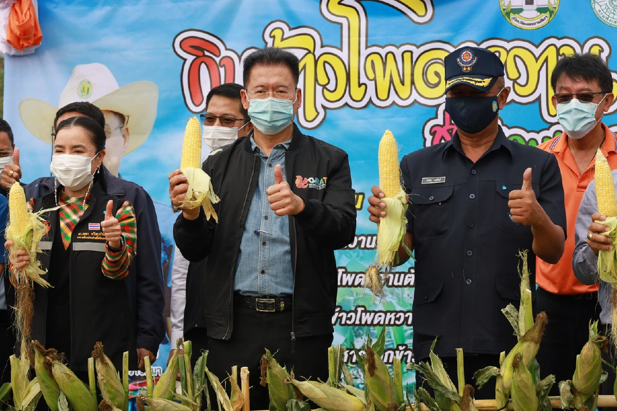 ช่วยระบายผลผลิต!โคราชจัดงานข้าวโพดหวานต้มแจกฟรีกว่า2ตัน 