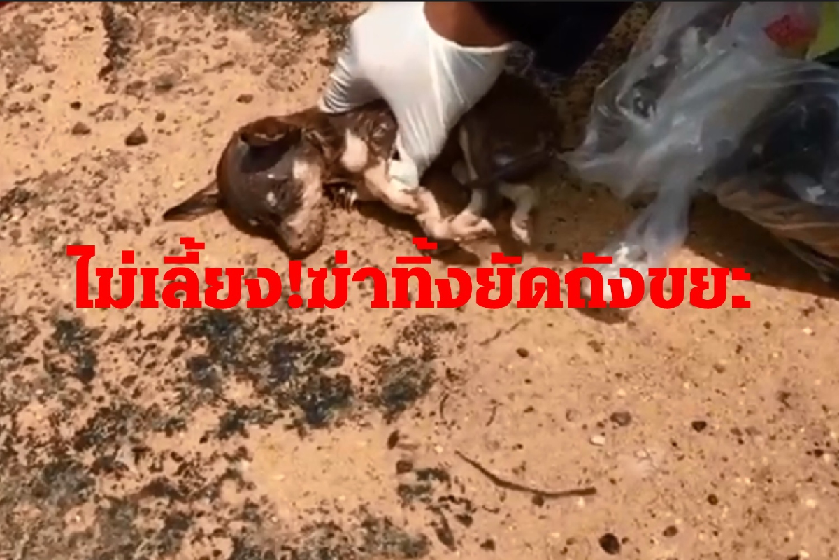 คนใจบาป!ลูกสุนัขถูกมัดใส่ถุงทิ้งถังขยะตาย1รอด1 คนใจบาป!ลูกสุนัขถูกมัดใส่ถุงทิ้งถังขยะตาย1รอด1