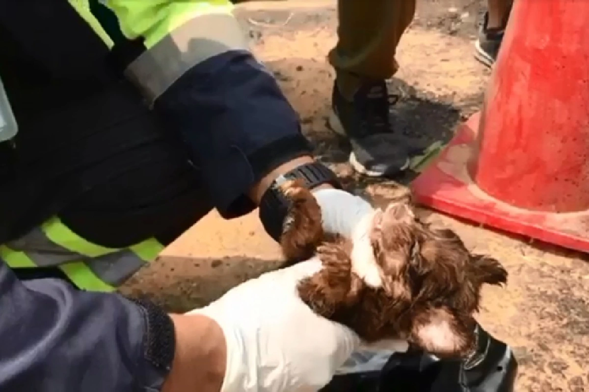 คนใจบาป!ลูกสุนัขถูกมัดใส่ถุงทิ้งถังขยะตาย1รอด1