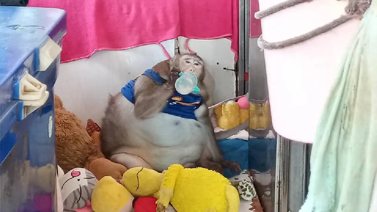 เจ้าของส่ง "ก๊อตซิล่า"ลิงอ้วนให้กรมอุทยานฯดูแล หลังน้ำหนักเกิน