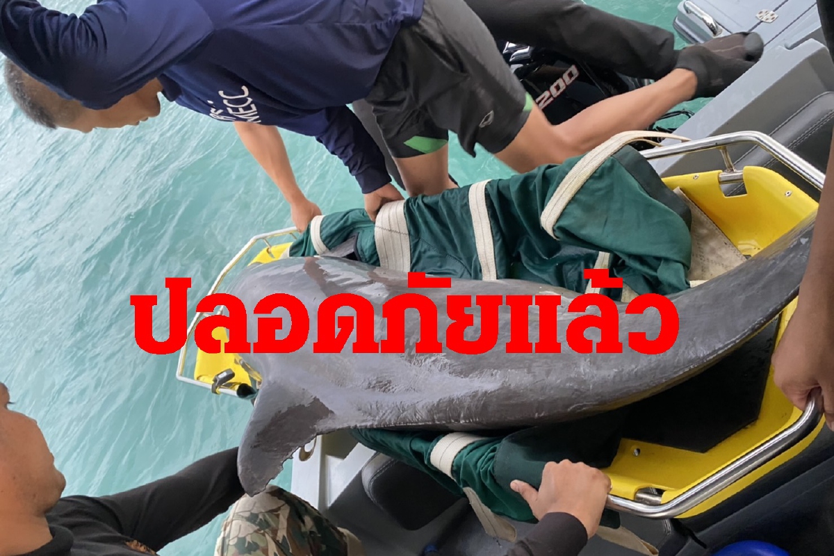 โลมาปากขวดหลงทิศปลอดภัยถูกนำไปปล่อยทะเลเกาะช้างแล้ว โลมาปากขวดหลงทิศปลอดภัยถูกนำไปปล่อยทะเลเกาะช้างแล้ว