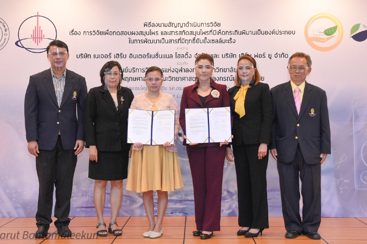 จุฬาฯจับมือเอกชนเร่งวิจัย"เห็ดกระถินพิมาน"สมุนไพรไทยรักษามะเร็ง จุฬาฯจับมือเอกชนเร่งวิจัย"เห็ดกระถินพิมาน"สมุนไพรไทยรักษามะเร็ง