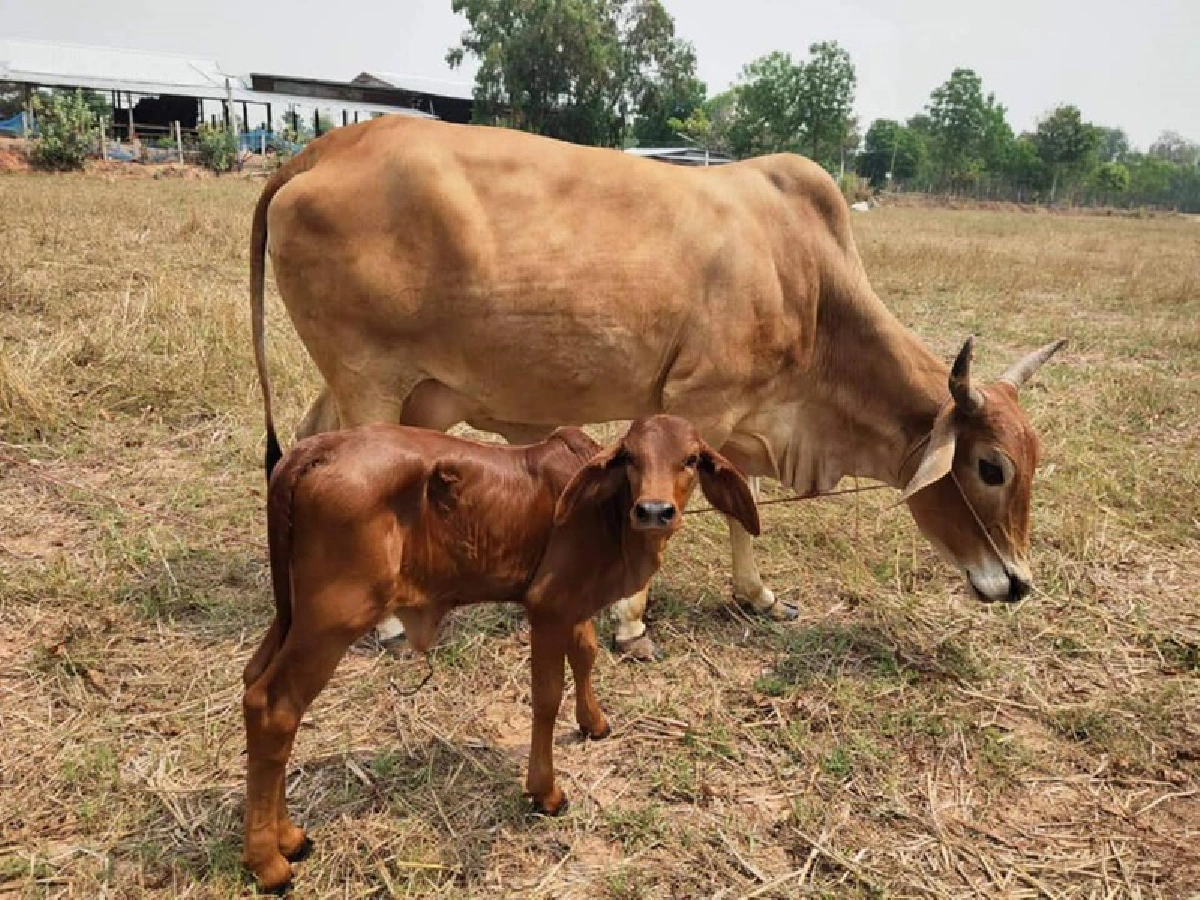 แฟนคลับเอ็นดู “นุ๊ก ธนดล” ทุ่มไม่อั้น ซื้อน้องวัวให้ด้วยความเสน่า
