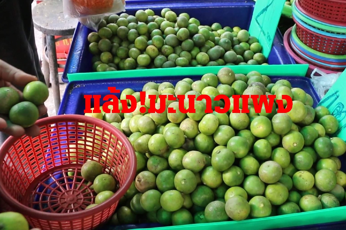 หน้าแล้งมะนาวแพง! ตลาดสดขอนแก่นขยับราคาขายลูกละ4บาท หน้าแล้งมะนาวแพง! ตลาดสดขอนแก่นขยับราคาขายลูกละ4บาท