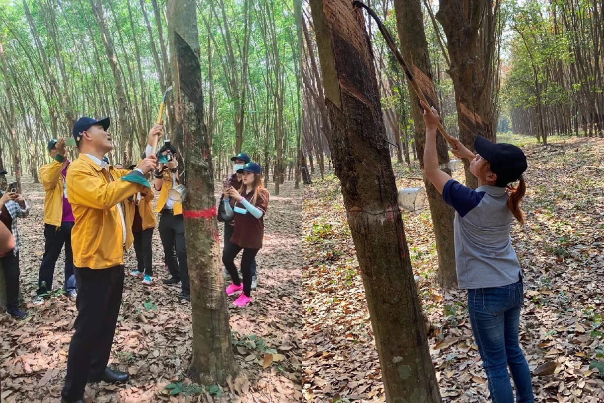 กยท.เตรียมทำงานเชิงรุกส่งเสริมเกษตรกรสวนยางกรีดยางหน้าสูง 